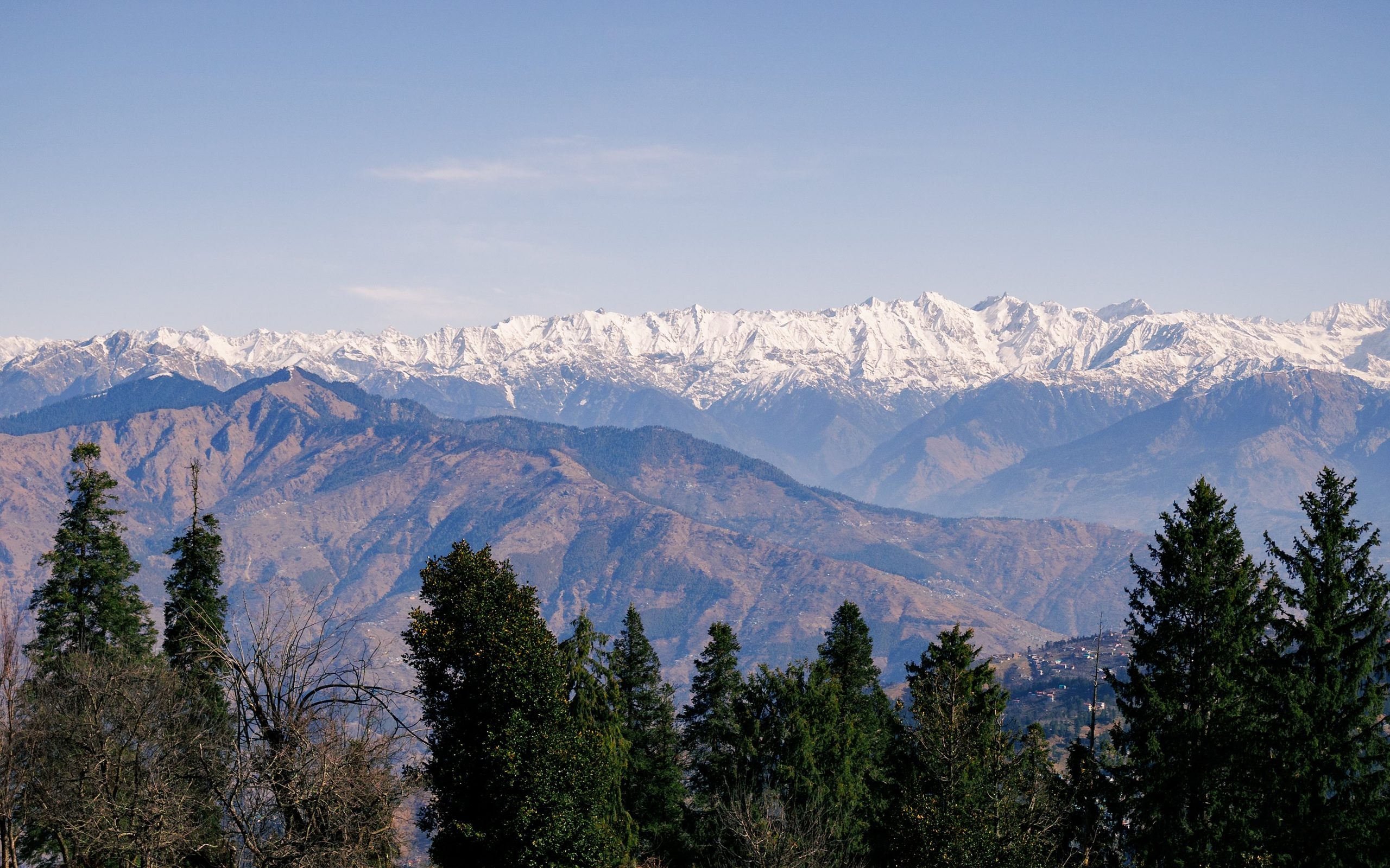 Snow range rising above a pine forest