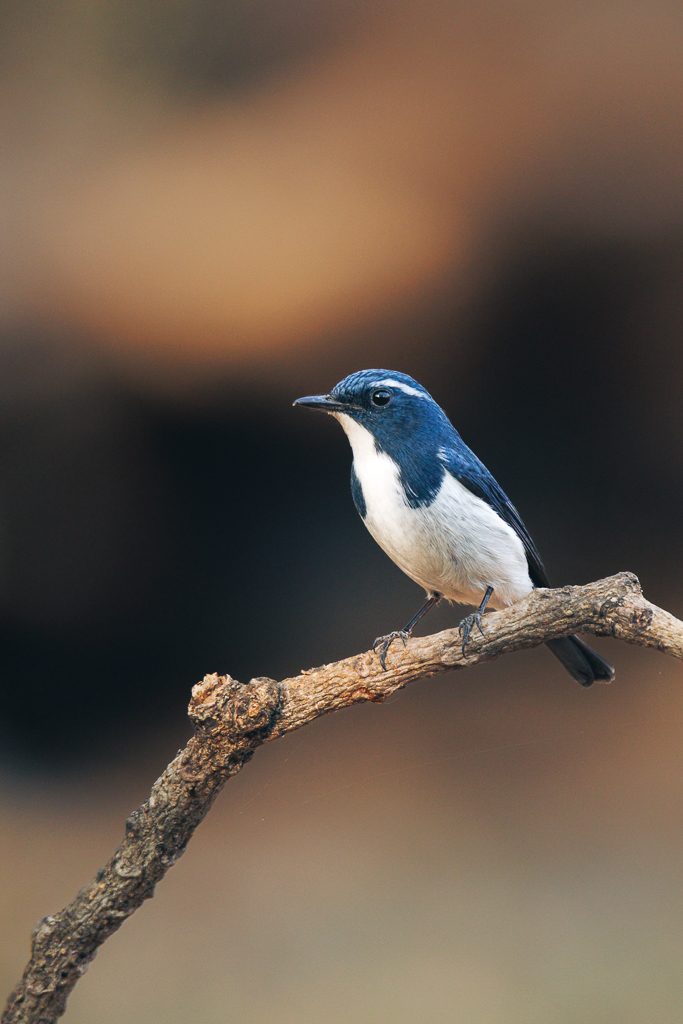 Blue-and-white flycatcher perched on a branch
