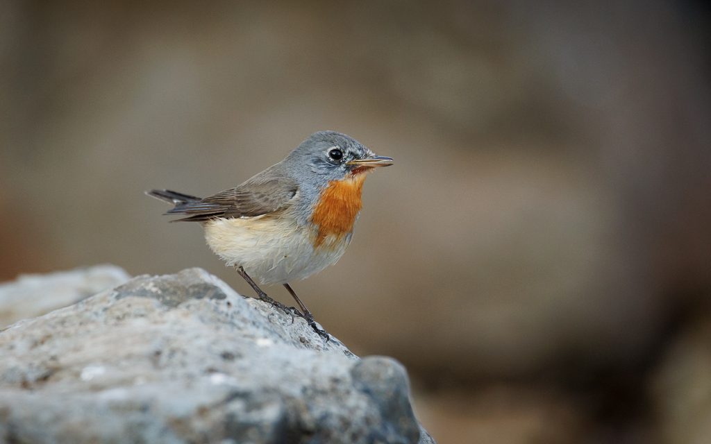 Orange-breasted bird on a rock
